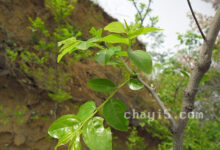茶叶中岳仙茶的作用与禁忌-茗扬网