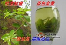 中岳仙茶-茗扬网