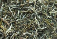 紫阳毛尖的功效与禁忌事项-茗扬网