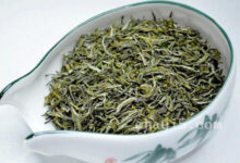 茶叶紫阳毛尖的作用与禁忌-茗扬网