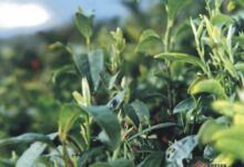 紫阳毛尖制茶工艺-茗扬网