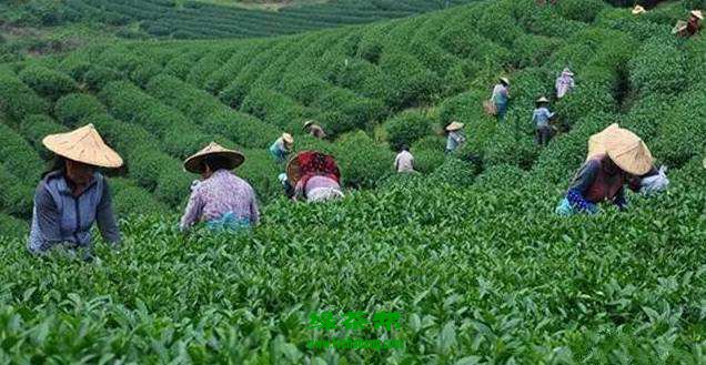 通天岩茶的功效与作用 通天岩茶的冲泡方法