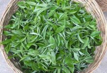 古劳茶的功效与禁忌事项-茗扬网