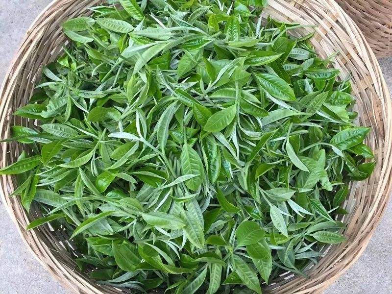 古劳茶的功效与禁忌事项