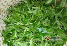 古劳茶采摘技术-茗扬网