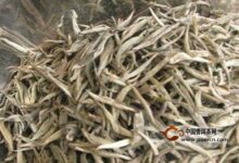 古劳茶产地在哪里-茗扬网