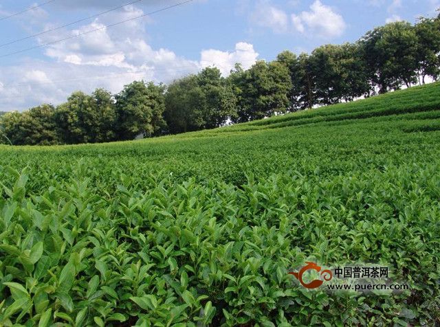 古劳茶产地在哪里