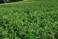 古劳茶的冲泡方式 喝古劳茶的禁忌-茗扬网