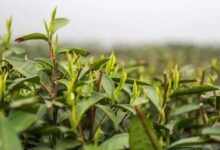 浙江省天台山出产的什么茶比较有名-茗扬网