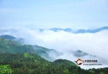 华顶云雾茶作用-茗扬网