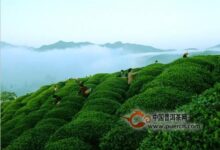 华顶云雾属于什么茶类-茗扬网