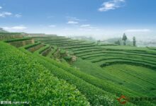 华顶云雾茶的制作工艺-茗扬网