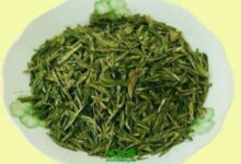 喝华顶云雾茶的禁忌 哪些人不能喝华顶云雾茶-茗扬网