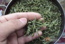 九华佛茶的功效-茗扬网