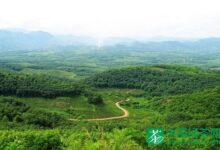 普龙茶的产地-茗扬网