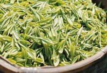 喝文君嫩绿茶对身体有什么好处-茗扬网