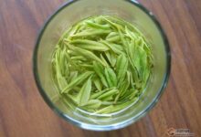 文君嫩绿的功效与禁忌-茗扬网