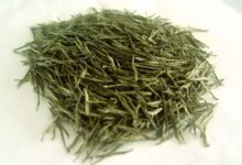 双龙银针的功效与禁忌事项-茗扬网