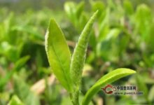 双龙银针的制作工艺-茗扬网