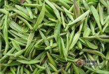 双龙银针茶的泡法-茗扬网