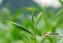 雪峰毛尖采制工艺-茗扬网