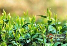 遂昌银猴的制作工序-茗扬网