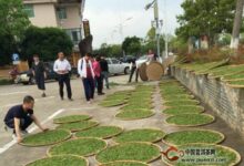 上饶白眉的制作工序-茗扬网