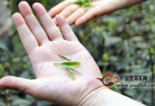 上饶白眉茶介绍-茗扬网