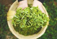 喝瀑布茶对身体有什么好处-茗扬网