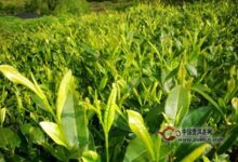 余姚瀑布茶产地-茗扬网