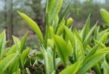 普洱茶和余姚瀑布茶的区别-茗扬网