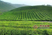 余姚瀑布茶产地在哪里-茗扬网