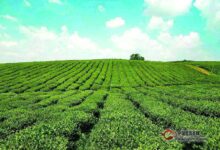 午子仙毫哪个品牌好-茗扬网