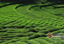 午子仙毫的产地-茗扬网