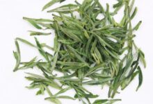 汀溪兰香的功效与禁忌事项-茗扬网