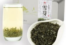 喝青城雪芽茶对身体有什么好处-茗扬网