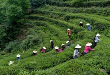 青城雪芽如何采摘以及制作-茗扬网