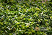 青城雪芽的功效与作用-茗扬网