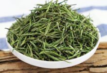 江华毛尖的功效与禁忌事项-茗扬网