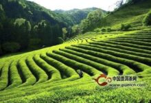 江华毛尖产地-茗扬网