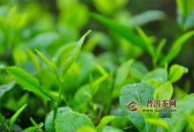 郴州碧云茶加工工艺-茗扬网