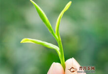 郴州碧云是什么茶-茗扬网