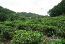 南安石亭绿的产地-茗扬网