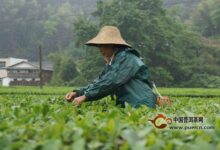 遂川狗牯脑茶的制作技艺-茗扬网