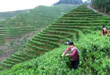 狗牯脑茶独特的采制技术-茗扬网