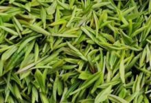 云雾毛尖的功效与作用及禁忌-茗扬网