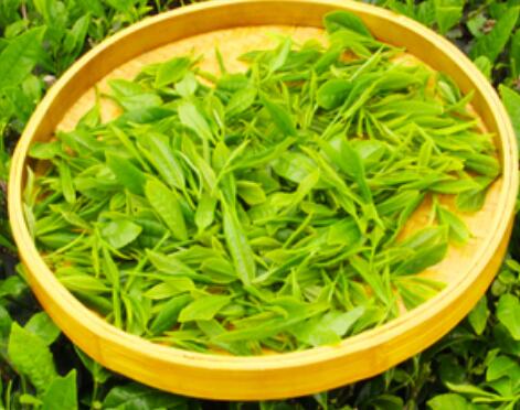云雾毛尖绿茶如何泡好喝 云雾毛尖绿茶的冲泡方法