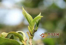 前峰雪莲茶怎么制作的-茗扬网