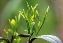 霍山黄芽怎么泡 和绿茶的区别-茗扬网