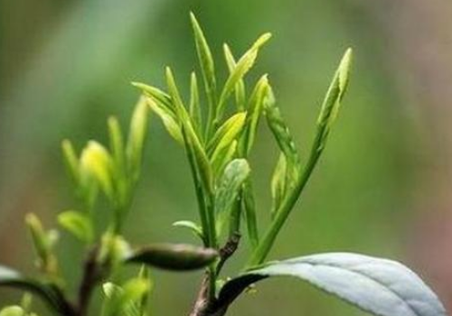 霍山黄芽怎么泡 和绿茶的区别